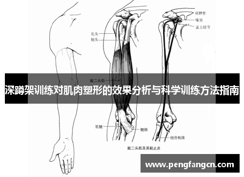 深蹲架训练对肌肉塑形的效果分析与科学训练方法指南
